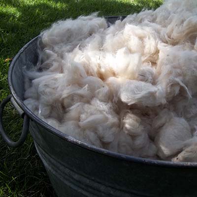 kapok fibre collected in bucket